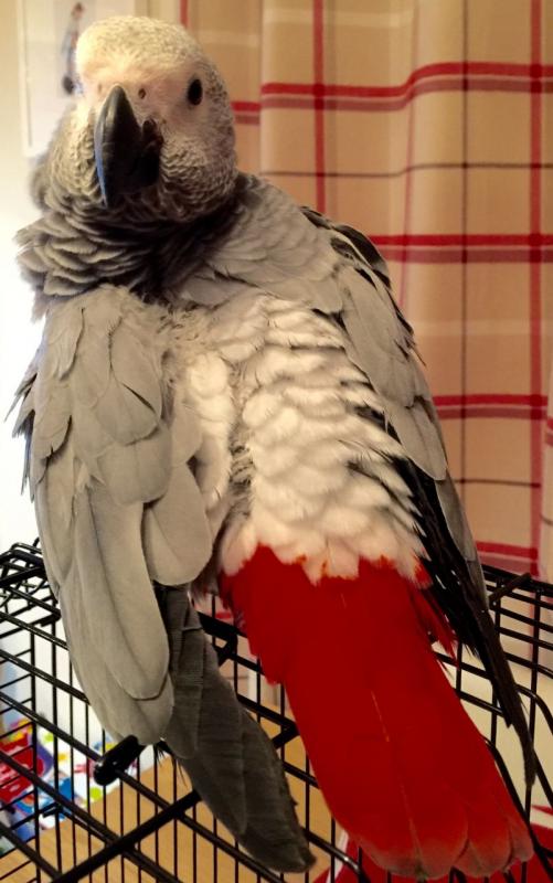 Talktive African Grey Parrot 8 Months Old For }}}}xzbluebabies Image eClassifieds4u
