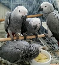 Xzbluebabies-Hand Reared -Baby Blue And Gold -Macaws