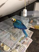 Xzbluebabies-Hand Reared -Baby Blue And Gold -Macaws Image eClassifieds4u 3