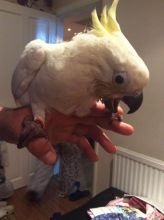 Xzbluebabies-Hand Reared -Baby Blue And Gold -Macaws Image eClassifieds4u 2