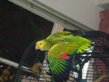 Xzbluebabies-Hand Reared -Baby Blue And Gold -Macaws Image eClassifieds4u 4