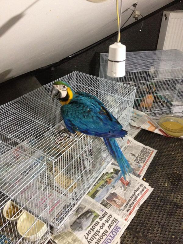 Xzbluebabies-Hand Reared -Baby Blue And Gold -Macaws Image eClassifieds4u