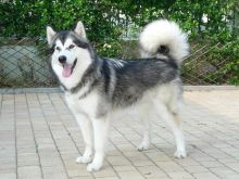 Female malamute puppy