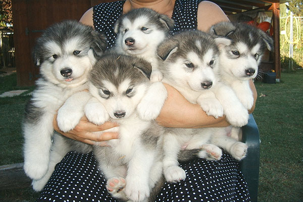 Female malamute puppy Image eClassifieds4u