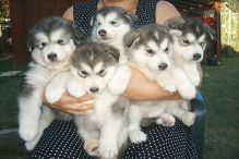 Female malamute puppy Image eClassifieds4u 2