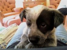 8 heeler/sheperd cross puppies Image eClassifieds4u 3