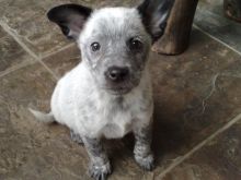 8 heeler/sheperd cross puppies Image eClassifieds4u 2