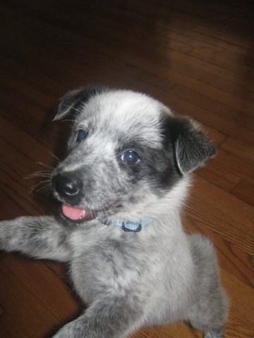 8 heeler/sheperd cross puppies Image eClassifieds4u