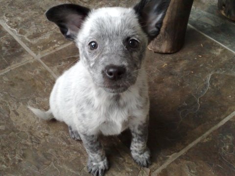8 heeler/sheperd cross puppies Image eClassifieds4u