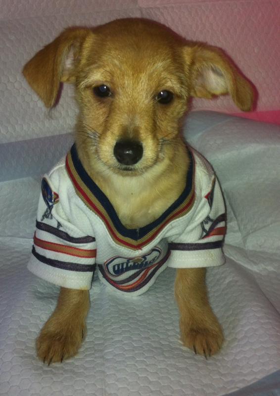 Chihuahua x puppy Image eClassifieds4u