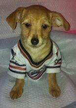 Chihuahua x puppy Image eClassifieds4U