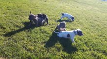 Pure breed beautufill blue eyes Pit bull!! Image eClassifieds4u 2