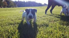 Pure breed beautufill blue eyes Pit bull!! Image eClassifieds4u 1