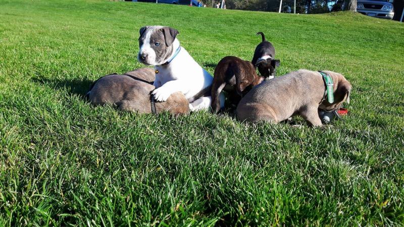 Pure breed beautufill blue eyes Pit bull!! Image eClassifieds4u