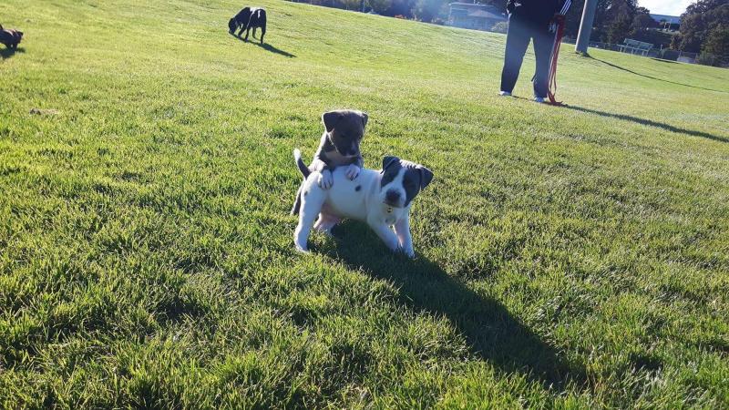 Pure breed beautufill blue eyes Pit bull!! Image eClassifieds4u