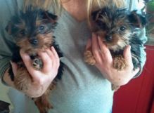 Cute and Adorable Yorkie Puppies For Adoption.