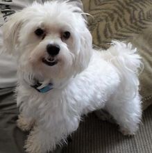 Looking for female Maltese to breed with my male