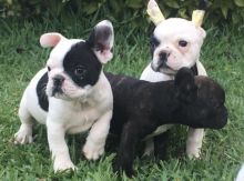 Registered French Bulldog Puppies