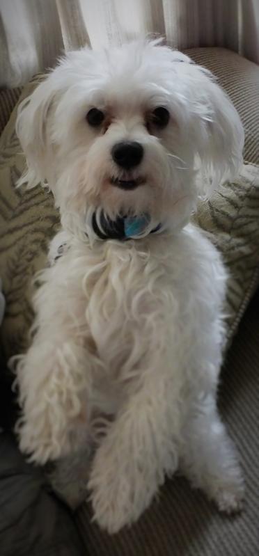Looking for female Maltese to breed with my male Image eClassifieds4u