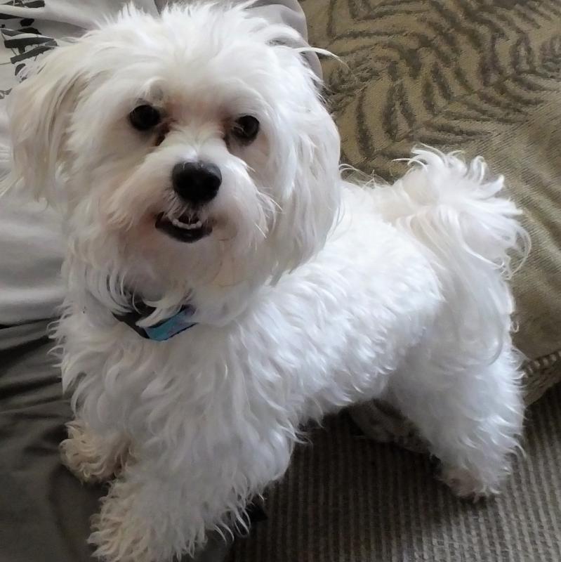 Looking for female Maltese to breed with my male Image eClassifieds4u