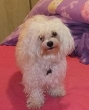 Looking for female Maltese to breed with my male Image eClassifieds4u 4