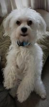 Looking for female Maltese to breed with my male Image eClassifieds4u 3