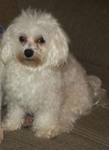 Looking for female Maltese to breed with my male Image eClassifieds4u 2