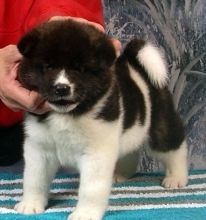 cuTE N adorable male and female 11weeks old akita puppies for sale