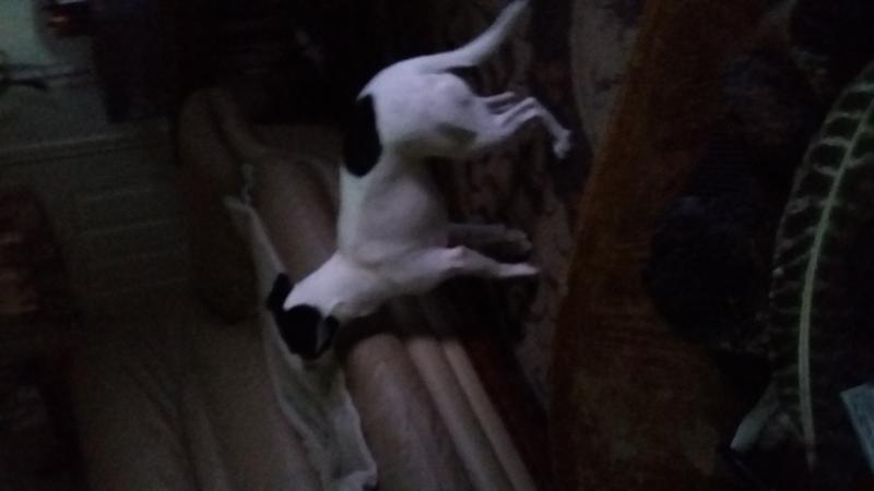 23 month old jack Russell blue tic hound mix Image eClassifieds4u