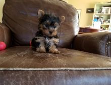 Nice Coat Teacup Yorkie Puppies For A Family Home Image eClassifieds4U
