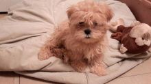 shih tzu pups Image eClassifieds4u 2