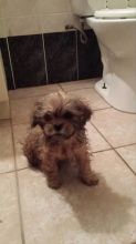 shih tzu pups Image eClassifieds4u 4