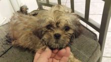 shih tzu pups Image eClassifieds4u 3