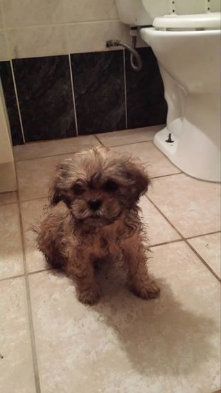 shih tzu pups Image eClassifieds4u