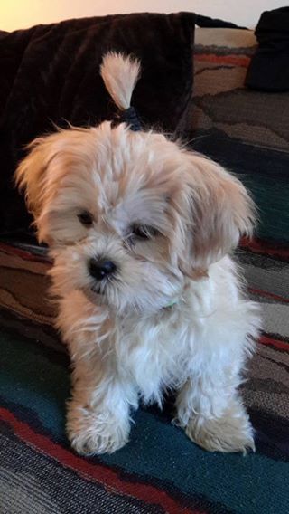 shih tzu pups Image eClassifieds4u