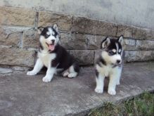 Siberian Husky Puppies Available Image eClassifieds4U
