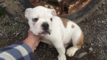 English Bulldog puppies