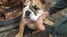 English Bulldog puppies