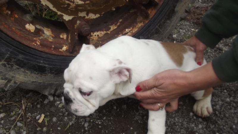 English Bulldog puppies Image eClassifieds4u
