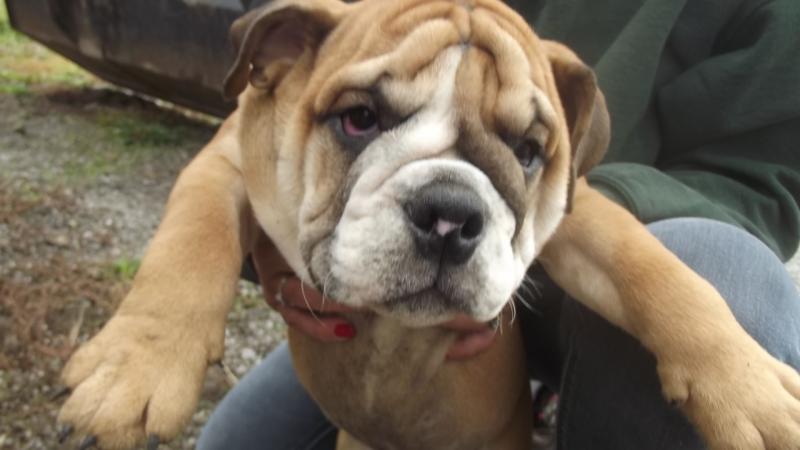 English Bulldog puppies Image eClassifieds4u