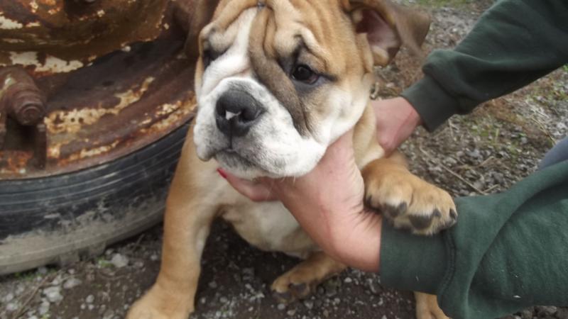 English Bulldog puppies Image eClassifieds4u