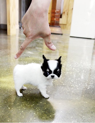 Home And Potty Trained Teacup Babies Image eClassifieds4u