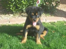 Family Rottweiler puppies