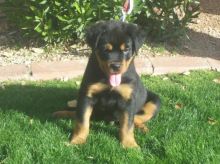 Lovely Rottweiler puppies Image eClassifieds4U