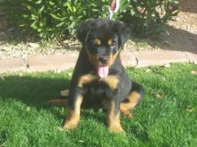 Rottweiler babies for you Image eClassifieds4U
