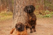 Pure Breed Hanoverian Bloodhound puppies