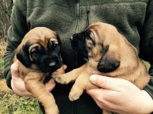 Pure Breed Hanoverian Bloodhound puppies Image eClassifieds4u 3