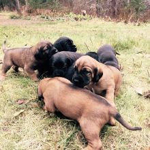 Pure Breed Hanoverian Bloodhound puppies Image eClassifieds4u 4