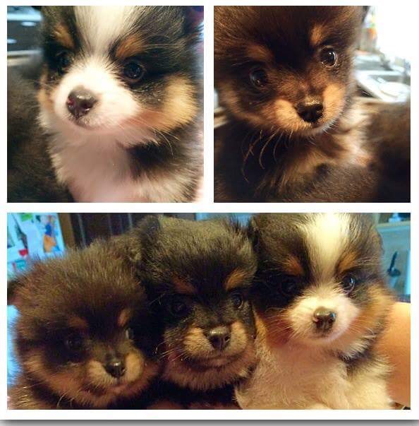Pom poodle puppies Image eClassifieds4u