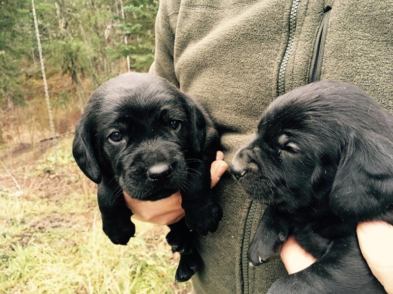Pure Breed Hanoverian Bloodhound puppies Image eClassifieds4u